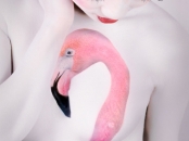 flamingo